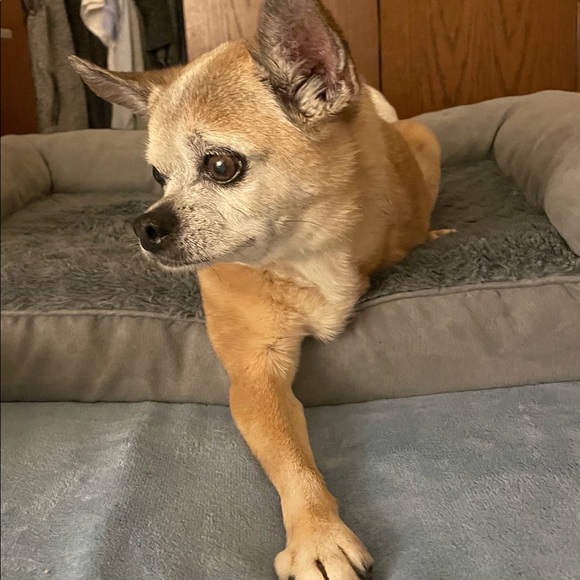 Meet 18yr old Chihuahua Roscoe! - Picture 9 of 10